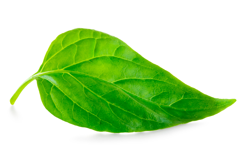 Cartadis - Le développement durable - leaf